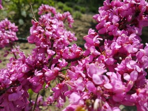 Grupa Kapias Cercis canadensis 'Forest Pansy'    