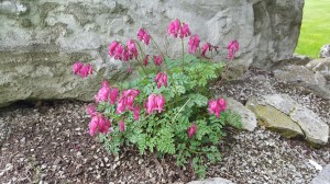 Grupa Kapias Dicentra eximia    