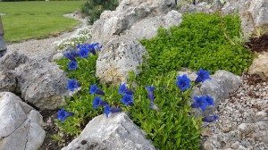 Grupa Kapias Gentiana    