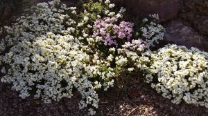 Grupa Kapias Gęsiówka    