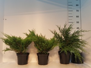 Grupa Kapias Juniperus Andorra Compact 