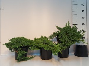 Grupa Kapias Juniperus proc. Nana 