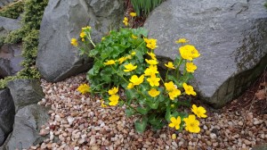 Grupa Kapias Kaczyńce      