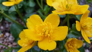 Grupa Kapias Kaczyniec      