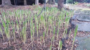 Grupa Kapias Konwalie      