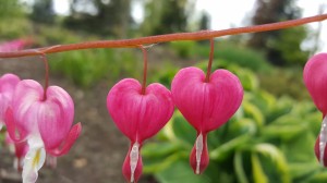 Grupa Kapias Lamprocapnos spectabilis    