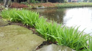 Grupa Kapias Liliowiec      