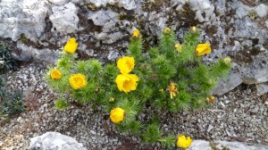 Grupa Kapias Miłek wiosenny      