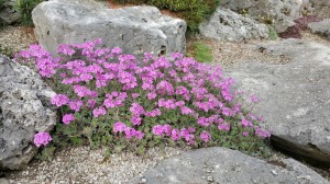 Grupa Kapias Naradka    