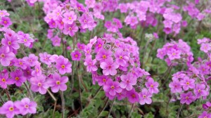 Grupa Kapias Naradka    