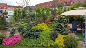 Grupa Kapias Ogrody Daisy Pszczyna 2015    