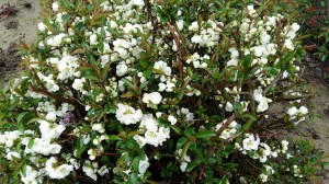 Grupa Kapias Pigwowiec      