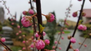 Grupa Kapias Prunus Triloba      