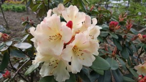 Grupa Kapias Rhododendron 