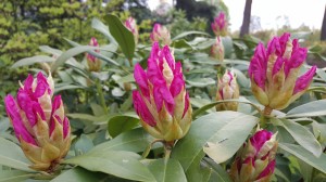 Grupa Kapias Rododendron    