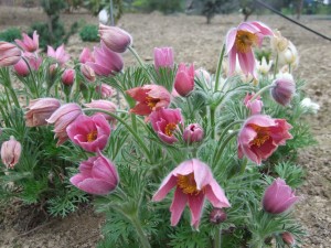 Grupa Kapias Sasanka      