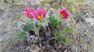 Grupa Kapias Sasanki      