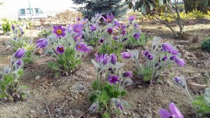 Grupa Kapias Sasanki      