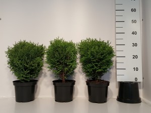 Grupa Kapias - Thuja 'Hoseri' 
