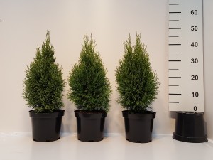 Grupa Kapias Thuja Smaragd Witbont 