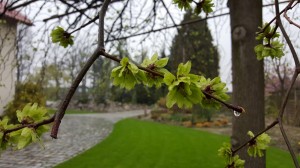 Grupa Kapias Ulmus Comperdownii   