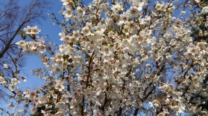 Grupa Kapias Wiśnia   