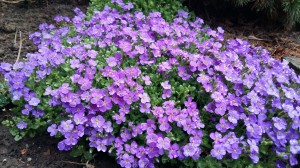 Grupa Kapias Żagwin   