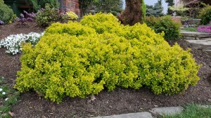 Grupa Kapias berberys