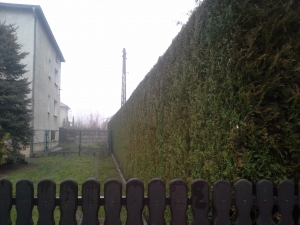 Grupa Kapias cięcie żywopłotu         