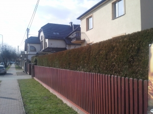Grupa Kapias cięcie żywopłotu         