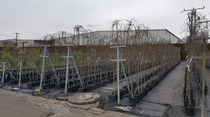 Grupa Kapias drzewa w pojemnikach      