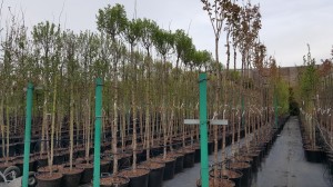 Grupa Kapias drzewa w pojemnikach      