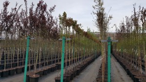 Grupa Kapias drzewa w pojemnikach      