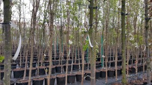 Grupa Kapias drzewa w pojemnikach      