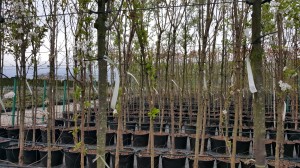 Grupa Kapias drzewa w pojemnikach      