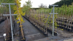 Grupa Kapias drzewa w pojemnikach      