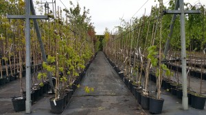 Grupa Kapias drzewa w pojemnikach      