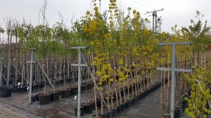 Grupa Kapias drzewa w pojemnikach      