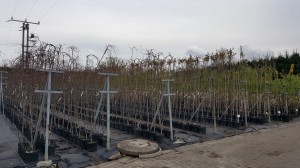 Grupa Kapias drzewa w pojemnikach      