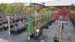 Grupa Kapias drzewa w pojemnikach      