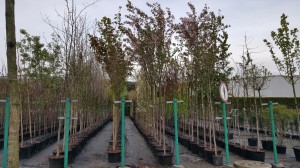 Grupa Kapias drzewa w pojemnikach      