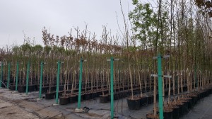 Grupa Kapias drzewa w pojemnikach      