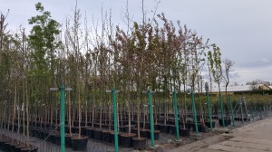 Grupa Kapias drzewa w pojemnikach      