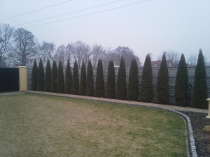 Grupa Kapias formowanie żywopłotu         