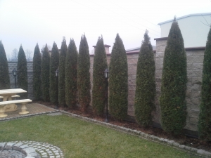 Grupa Kapias formowanie żywopłotu         