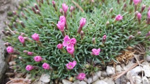 Grupa Kapias goździk    