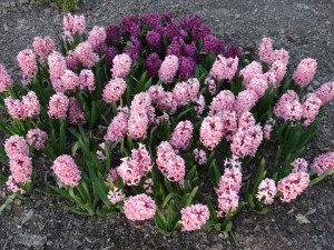 Grupa Kapias Hiacynty      