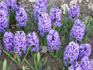 Grupa Kapias Hiacynty     