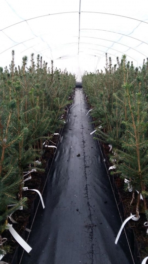 Grupa Kapias - szczepienie roślin iglastych        