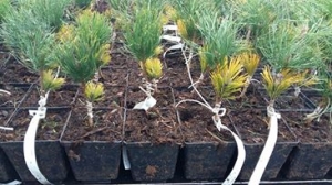 Grupa Kapias - szczepienie roślin iglastych        